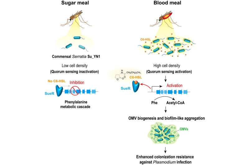 Quorum sensing circuit controls mosquito commensal gut colonization via OMV-mediated aggregation