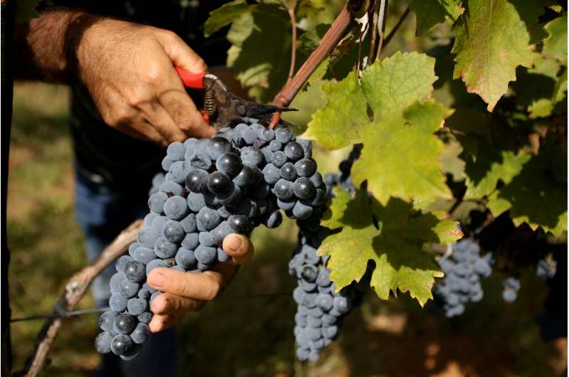 &quot;Everything becomes more complicated: water stress, frost, drought, disease,&quot; said Zef Ndoji, a winegrower from Bukmira, who has lost a third of his crop this year