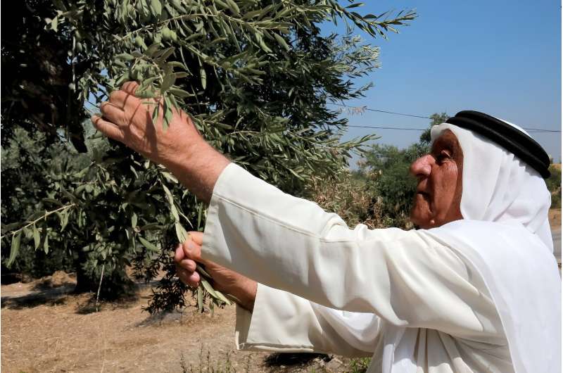 &quot;These trees represent the history of Jordan,&quot; says Ali Salih Atta, 84