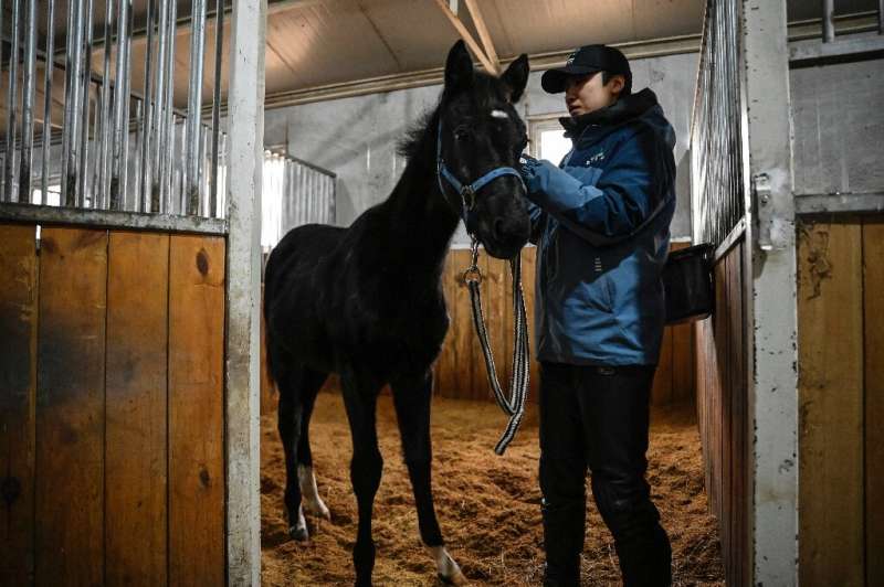 &quot;Zhuang Zhuang&quot;, a cloned horse bred by the Chinese company Sinogene, is presented after being approved by the China H