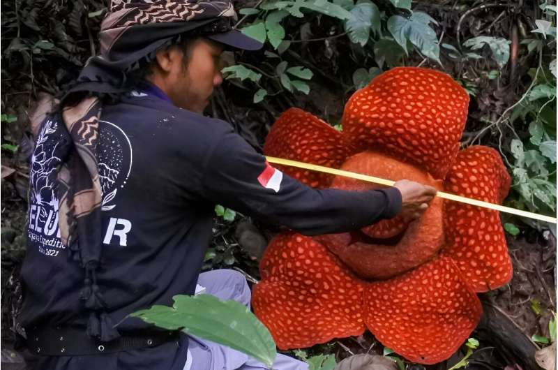 Rafflesia is a parasite that infects tropical vines and produces enormous flowers at unpredictable intervals