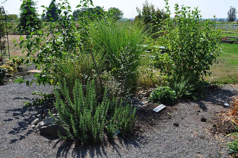 Rain gardens help keep pollutants out of waterways