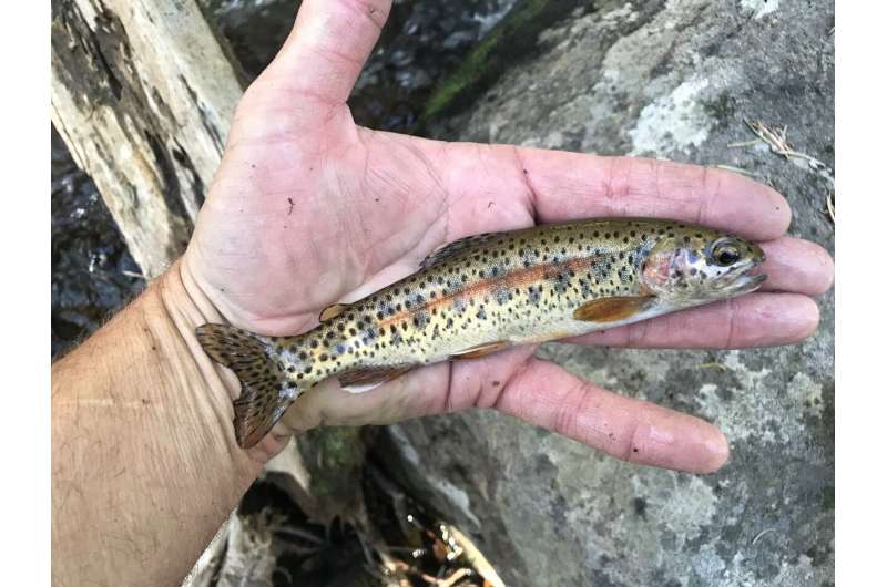 Rainbow trout subspecies newly named