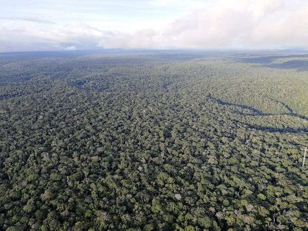 Rainforests pump water round the tropics—but the pulse of this heart is weakening