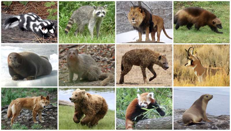Raining cats and dogs: research finds global precipitation patterns a driver for animal diversity