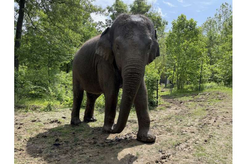 Raja the elephant, a big draw at the St. Louis Zoo, is moving to Columbus to breed