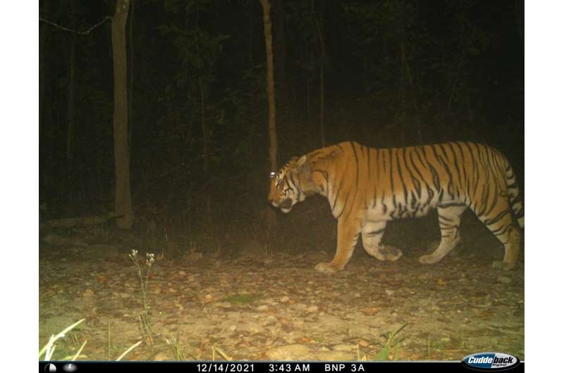 Rapid behavioral response of Nepalese tigers to reduced road traffic during COVID-19 lockdown