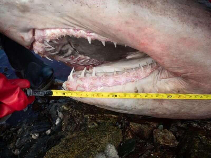 Un rare requin tigre de sable à petites dents de 14 pieds s'échoue sur la côte de Wexford