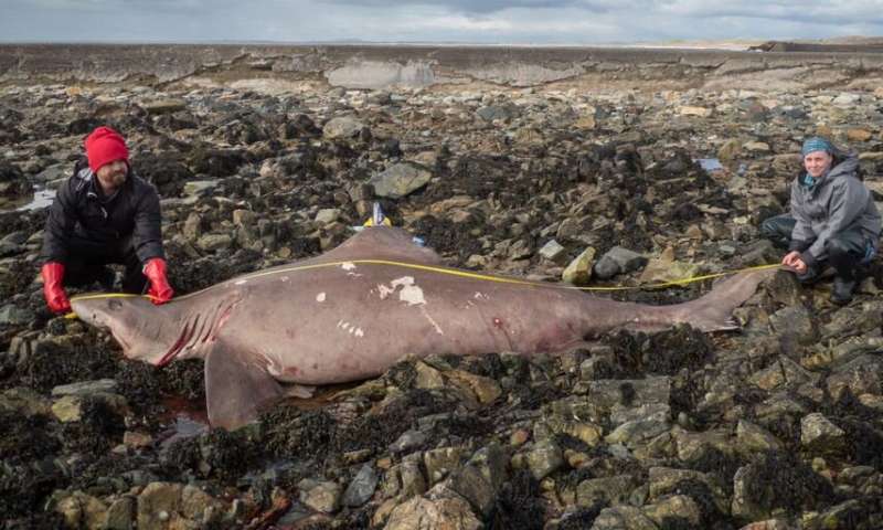 Rare 14-ft smalltooth sand tiger shark washes up on Wexford shore