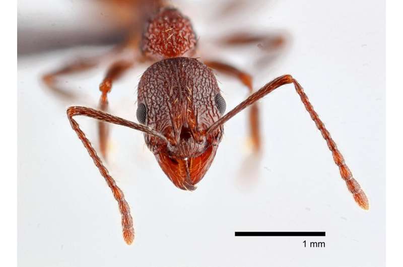 Rare Ant Species Rediscovered in North Carolina Trees