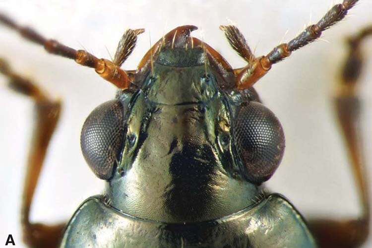 Rare beetle, rediscovered after 55 years, named in honor of Jerry Brown