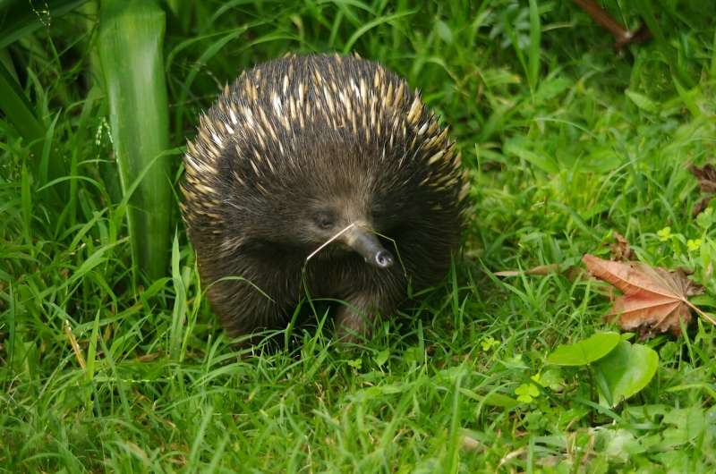 Rare echidna noises could be the 'language of love'