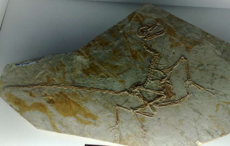 Rare fossilized feathers reveal secrets of paleontology hotspot during Cretaceous period