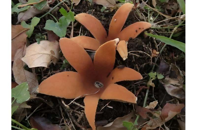 Rare hissing mushroom spotted at Texas state park