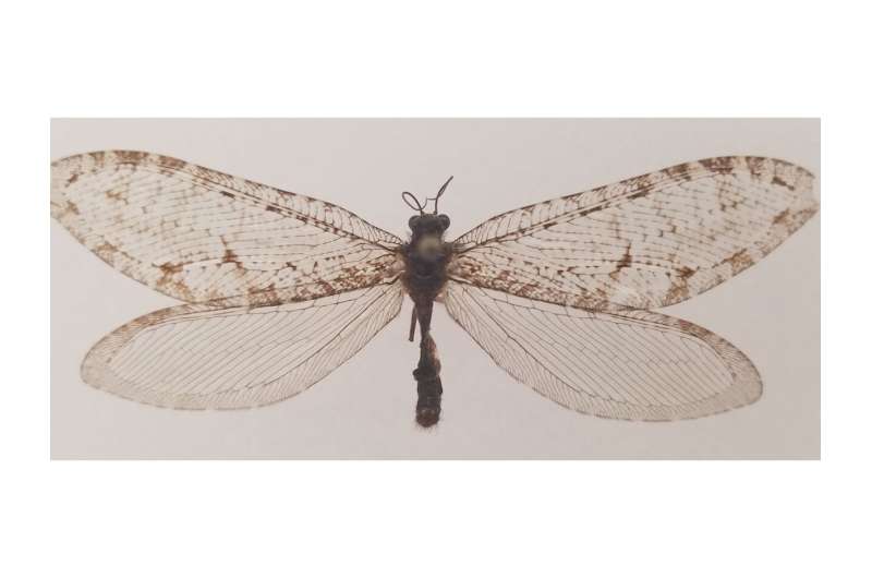 Rare insect found at Arkansas Walmart sets historic record, prompts mystery