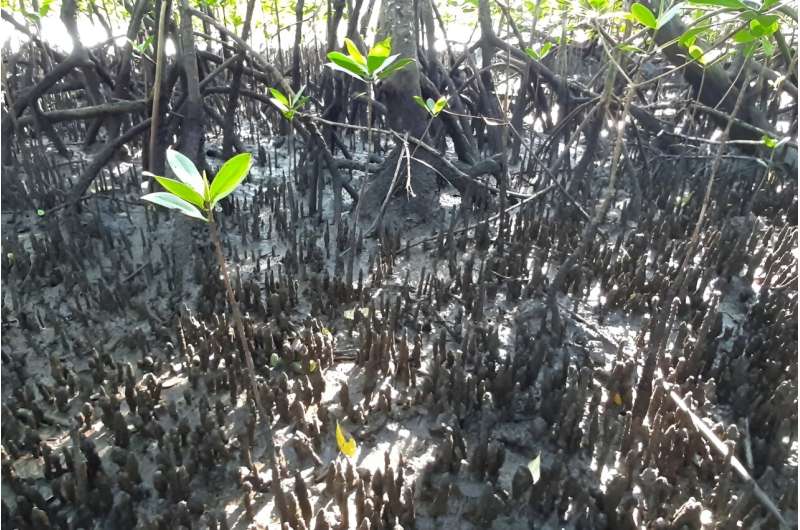 Rare long-distance dispersal events help maintain genetic structure of mangroves