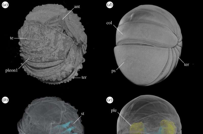 Rare museum specimen reveals new insights into how trilobites curled themselves into a ball