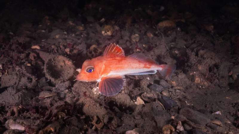 Rare native fish spotted in Wellington Harbor
