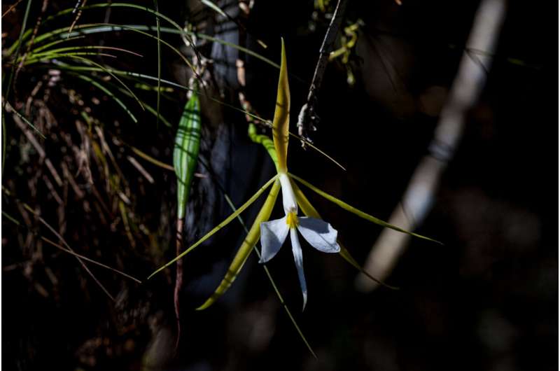 Rare orchids could be saved by common fruits in Florida, research finds