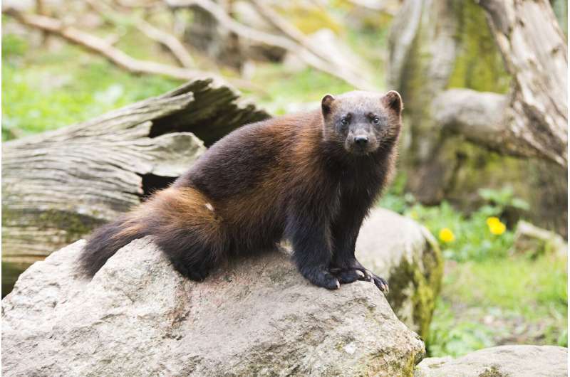 Rare wolverine spotted in California is 2nd confirmed specimen in a century