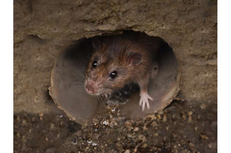 Rat-borne parasite that can cause brain disease spreading in southern U.S.