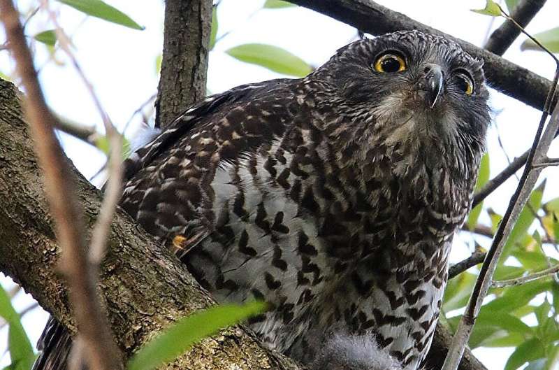 Rat poison is killing our beloved native owls and tawny frogmouths—and that's the tip of the iceberg