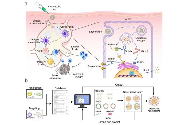 Rationeel ontwerp van mRNA-nanovaccin voor immunotherapie tegen kanker