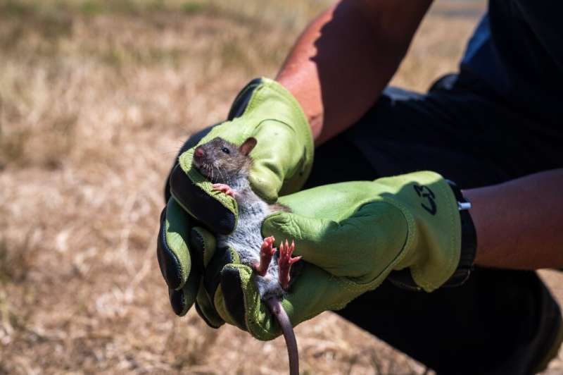 Rats also transmit avian cholera, another danger for the birds