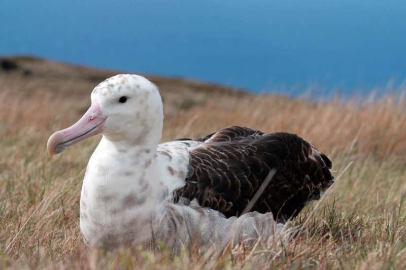 Rats have been eating albatross eggs on Ile Amsterdam, say conservationists