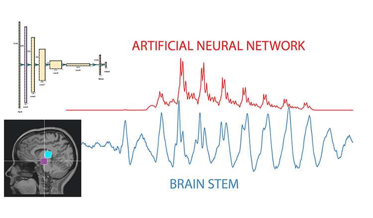 'Raw' data show AI signals mirror how the brain listens and learns