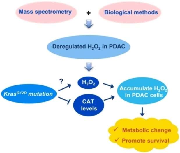 Reactive oxygen species in pancreatic cancer: Pancreatic cancer cells found to contain high levels of hydrogen peroxide