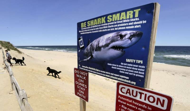 Recent shark bites scary, but serious injuries remain vanishingly rare