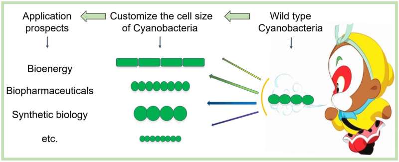 Receptor of important second messenger identified from Cyanobacteria