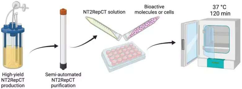 Recombinant and tuneable spidroin hydrogels for drug release and cell culture