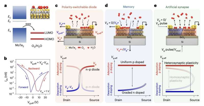 Reconfigurable molybdenum ditelluride devices with multiple functions