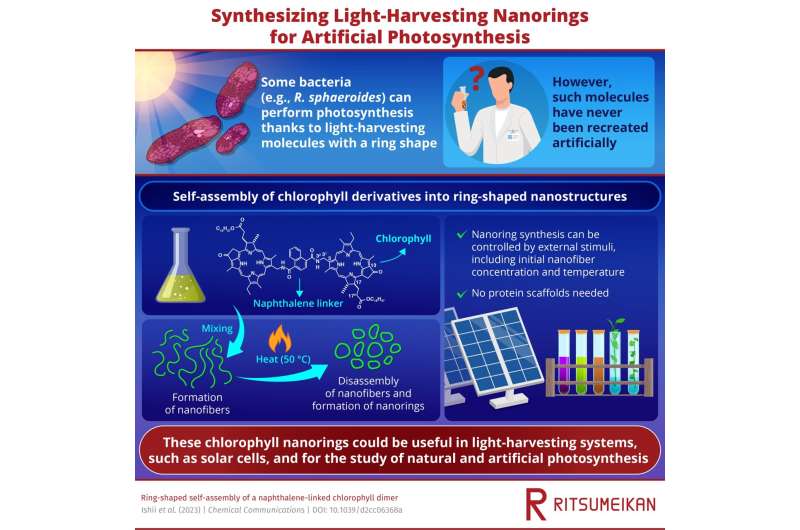 Recreating the natural light-harvesting nanorings in photosynthetic bacteria