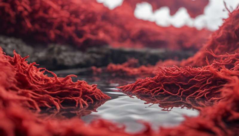 'Red sea plume' alga may cut greenhouse gas emissions from cow manure nearly in half