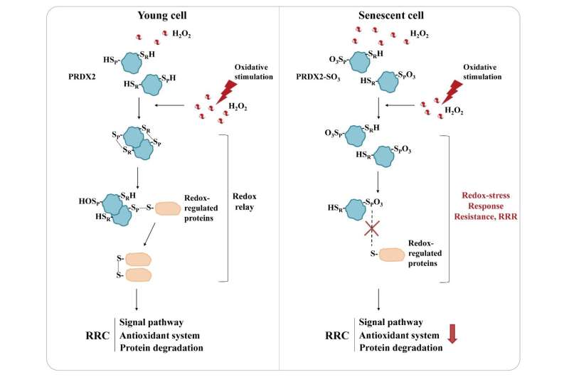 Redox-stress response resistance (RRR) mediated by hyperoxidation of peroxiredoxin 2 in senescent cells