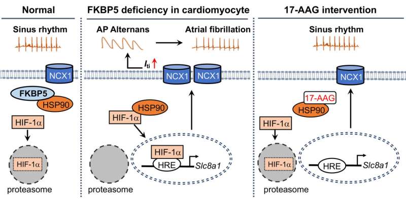 Reduced levels of FKBP5 promote atrial fibrillation