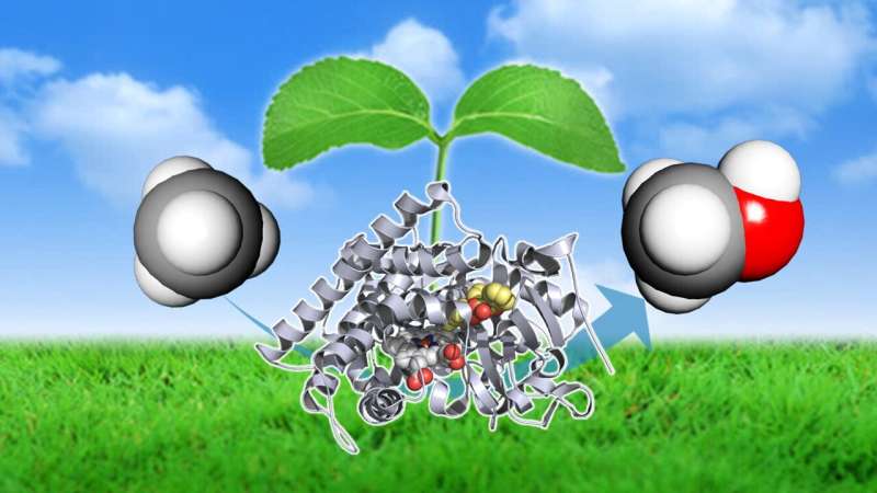 Reducing the carbon footprint of methane by converting it into methanol with a new enzyme