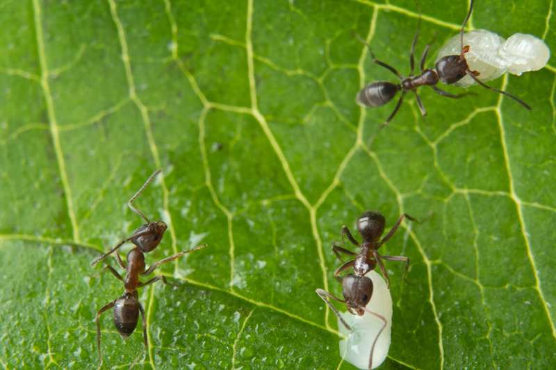 Reducing their natural signals: How sneaky germs hide from ants