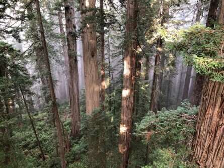 Redwoods and climate change: Vulnerability, resilience, and hopeful potential in world's tallest trees