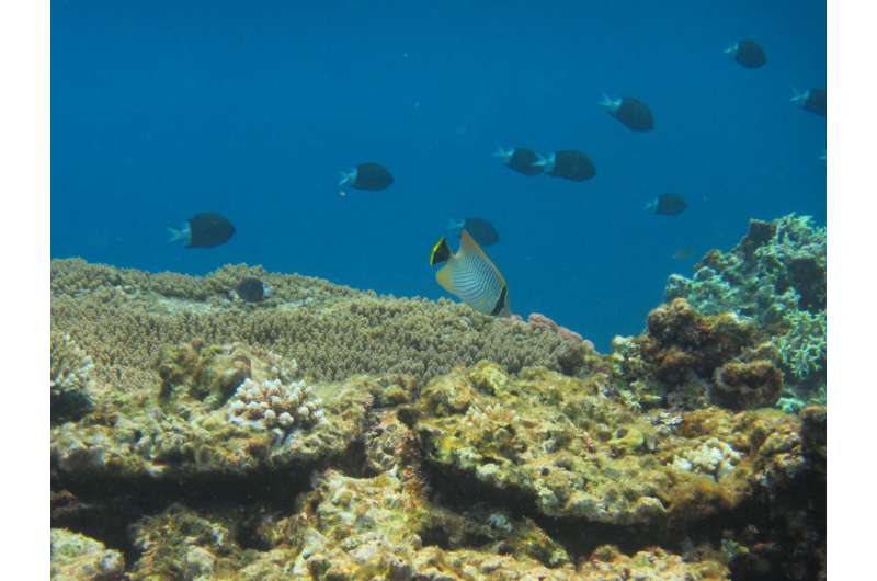 Reef fish must relearn the “rules of engagement” after coral bleaching