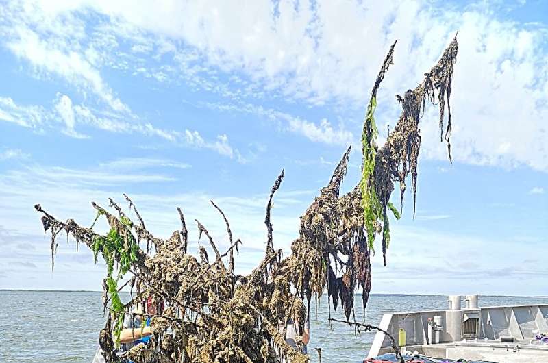 Reefs made from culled trees can help kickstart sea life in threatened waters