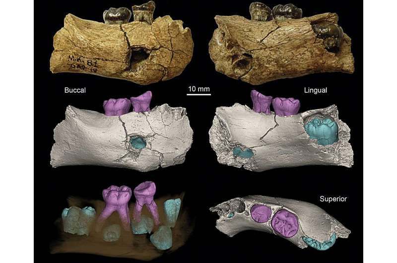 Reexamination of ancient jawbone found in Ethiopian highlands concludes it came from Homo erectus infant