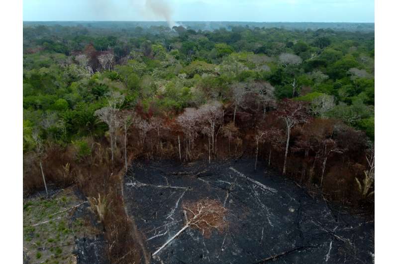 Reforestation projects often target areas that have been devastated by fires