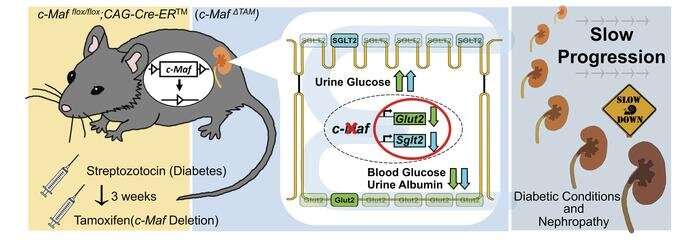 调节蛋白对糖尿病肾脏有保护作用