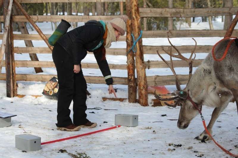 Reindeer show great performance at following human-given indications