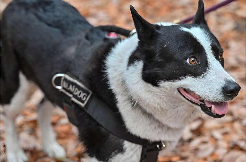 Rela, a Karelian bear dog, is used in efforts by Japan to find smarter and kinder ways to manage increasing contact between humans and bears
