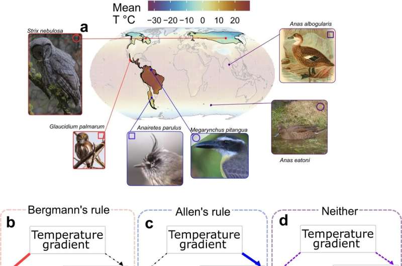 Relationships Between Temperature and Animals’ Sizes Has Been Clarified